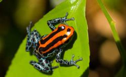 Spot vibrant wildlife on naturalist-guided rainforest hikes